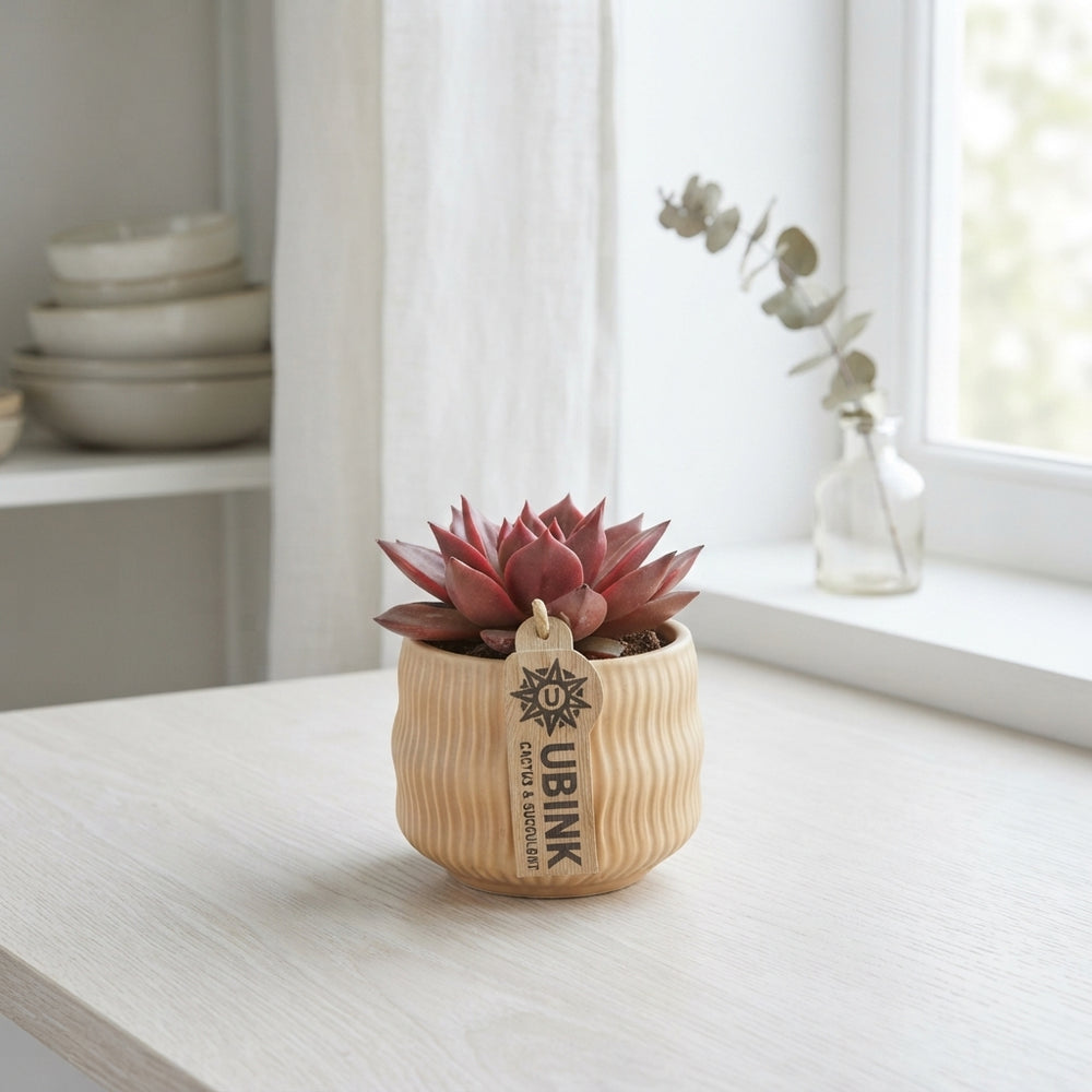 Mixed Succulent Collection – 8.5cm Ceramic Pot