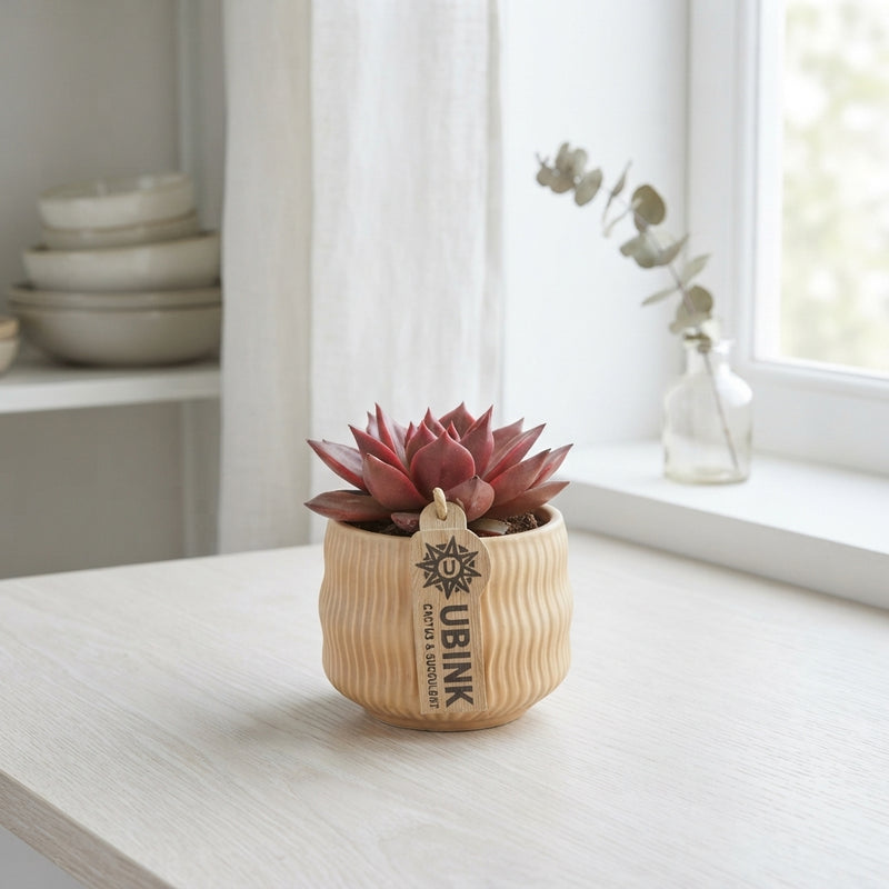 Mixed Succulent Collection – 8.5cm Ceramic Pot