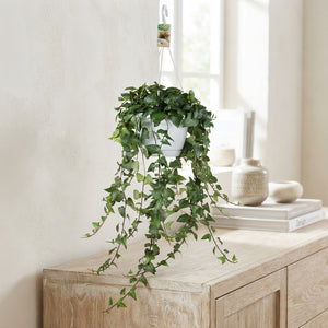 Green Ivy (Hedera helix) – 24cm Pot