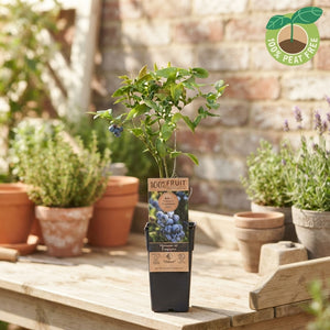 Mixed Fruit Plant Collection – Approx. 50cm