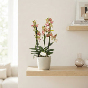 Yellow Phalaenopsis Orchid 'Athena' – 12cm Pot