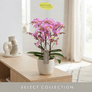 Honeybee Phalaenopsis Orchid – 12cm Pot, 45cm High