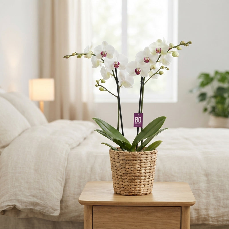Mixed Phalaenopsis Orchid – 12cm Pot, 40cm High