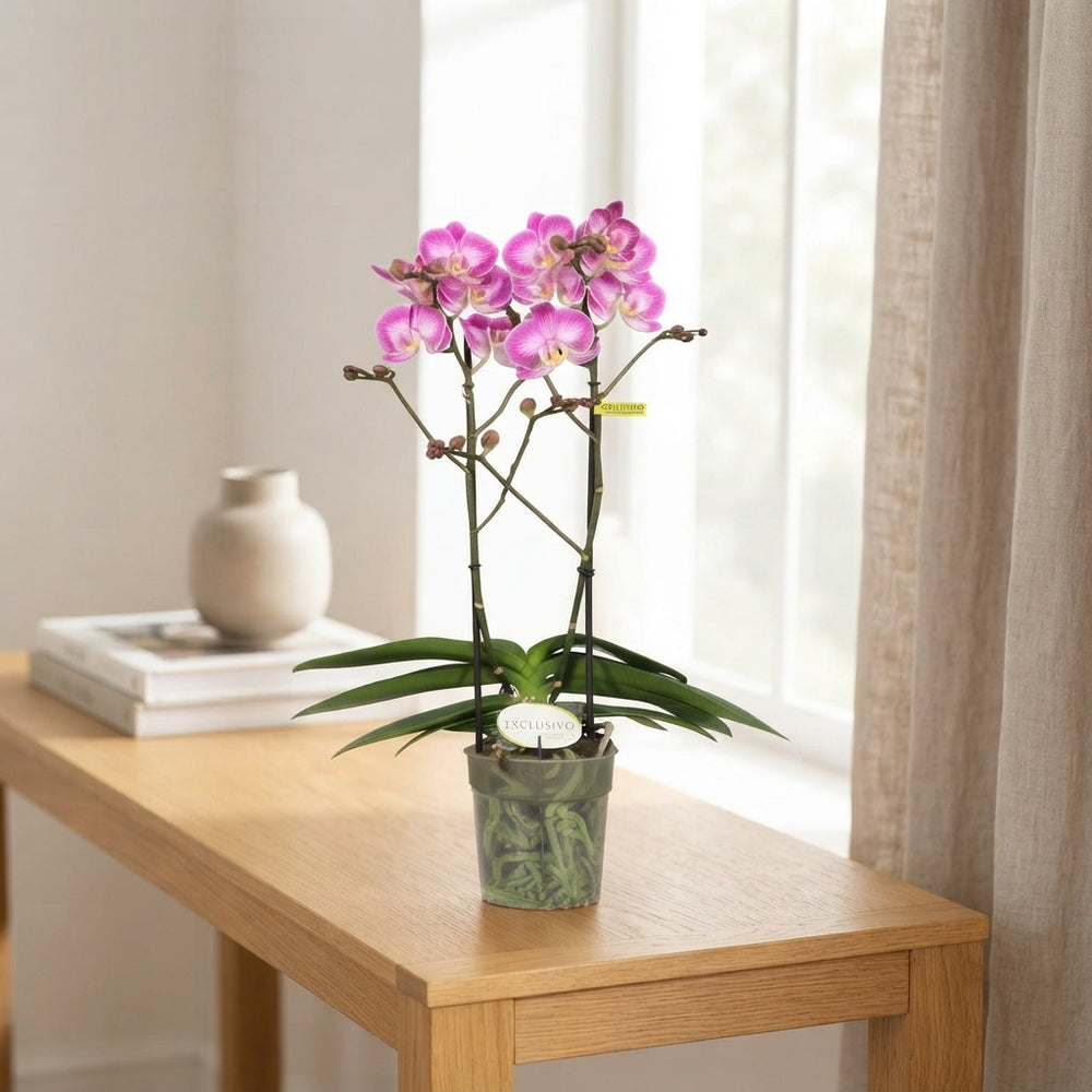 Pink Phalaenopsis Orchid ‘Cupido’ – 12cm Pot