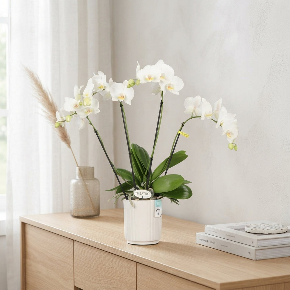 White Phalaenopsis Orchid – 12cm Pot, 60cm Tall
