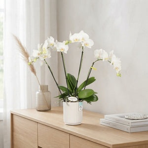White Phalaenopsis Orchid – 12cm Pot, 60cm Tall