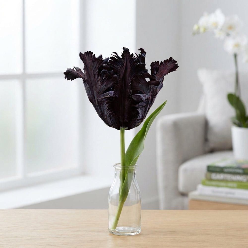 Black Parrot Tulip Bulbs – Tulipa 'Black Parrot' (7 Bulbs)