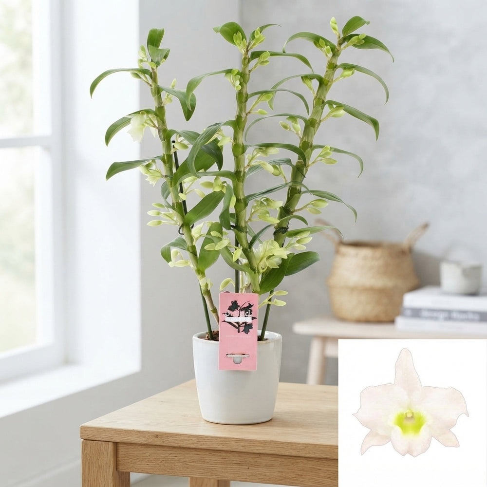 White Dendrobium Nobile Orchid ‘Apollon’ – 12cm Pot