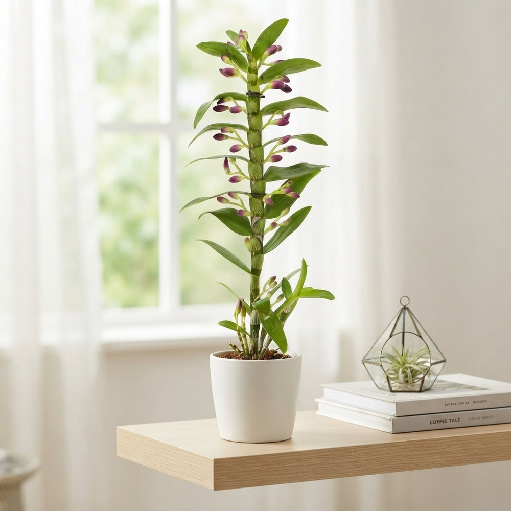 White Dendrobium Nobile Orchid – 12cm Pot