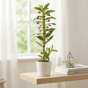 White Dendrobium Nobile Orchid – 12cm Pot