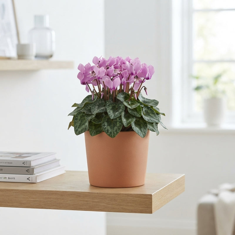 Lilac Persian Cyclamen (Cyclamen persicum) – 13cm Pot