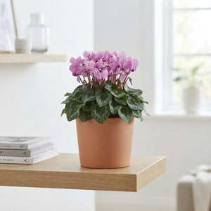 Lilac Persian Cyclamen (Cyclamen persicum) – 13cm Pot