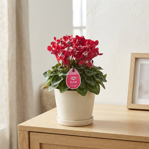 Lilac Cyclamen (Cyclamen persicum) – 13cm Pot