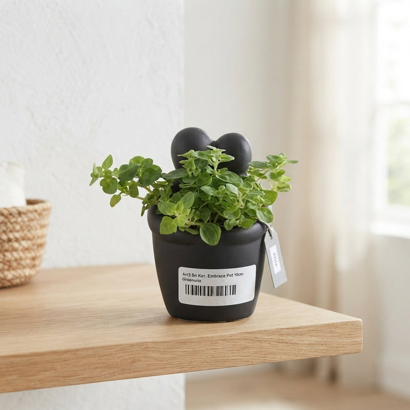 Embrace Ceramic Plant Arrangement – 14cm Pot