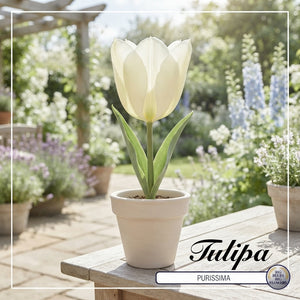 Tulipa Fosteriana ‘Purissima’ White Tulip Bulbs – Size 12/+