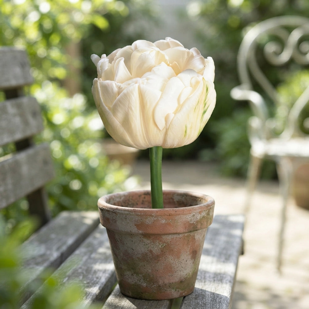 Double Late Tulip ‘Mount Tacoma’ Flower Bulbs – 7 Bulbs