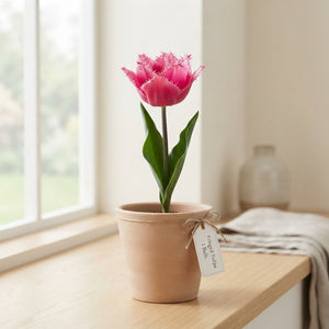 Mixed Fringed Tulip Bulbs – 12 cm Bulbs