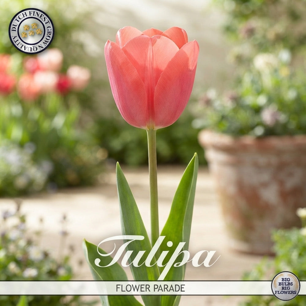 Tulipa Garden Flower Parade Tulip Bulbs – Size 12/+