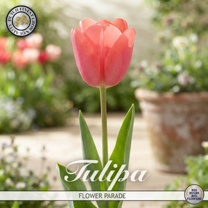 Tulipa Garden Flower Parade Tulip Bulbs – Size 12/+