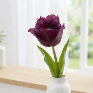 Fringed Tulip ‘Gorilla’ Flower Bulbs – 7 Bulbs
