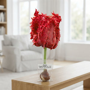 Tulipa ‘Fringed Barbados’ Flower Bulbs – 7 Bulbs