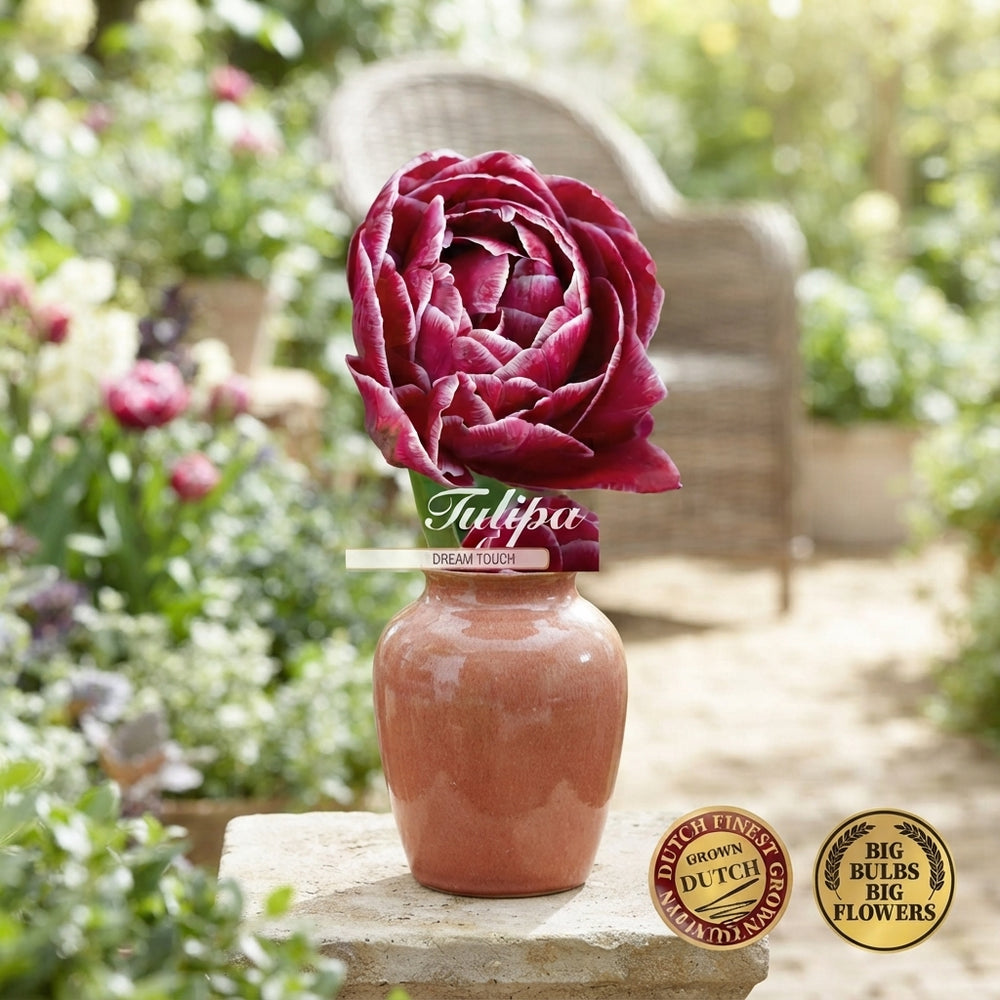 Tulipa ‘Dream Touch’ Double Late Tulip Bulbs – 7 Bulbs