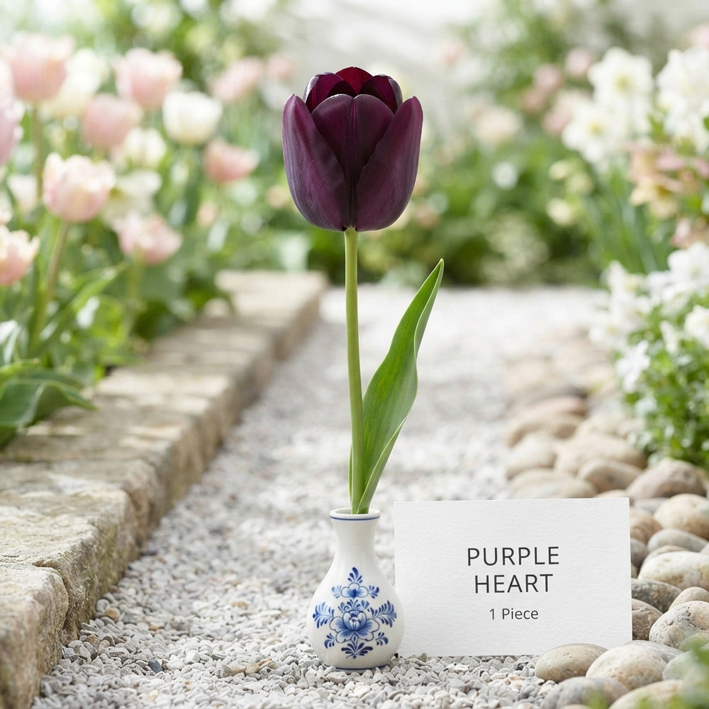 Tulipa ‘Garden Purple Heart’ Tulip Bulbs – Size 12/+
