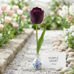 Tulipa ‘Garden Purple Heart’ Tulip Bulbs – Size 12/+