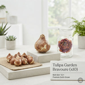 Tulipa 'Garden Bravoure' Tulip Bulbs – Size 12/+