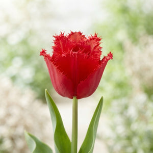 Tulipa ‘Garden Moneymaker’ Flower Bulbs – 12/+