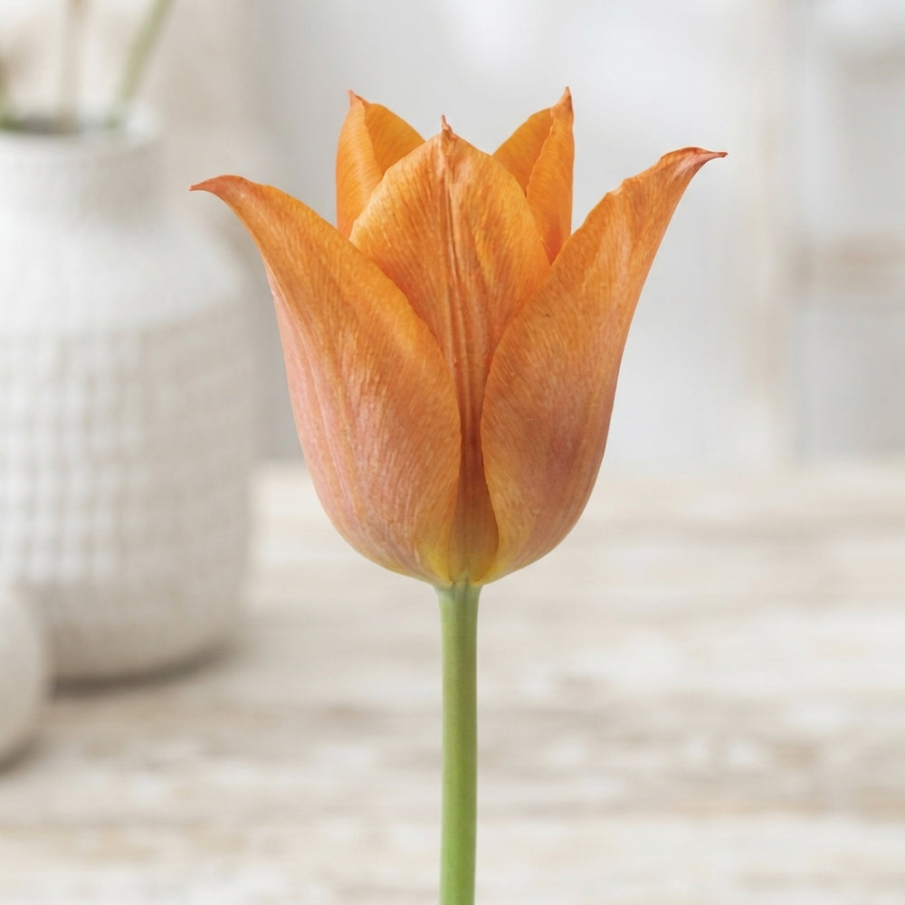 Tulip Triumph Flower Bulbs – Size 12/+
