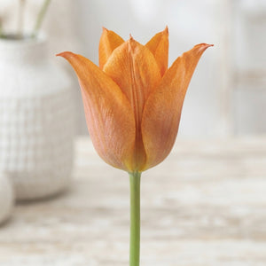 Tulip Triumph Flower Bulbs – Size 12/+