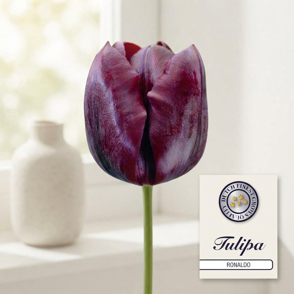 Tulipa ‘Ronaldo’ Triumph Tulip Bulbs – Pack of 10