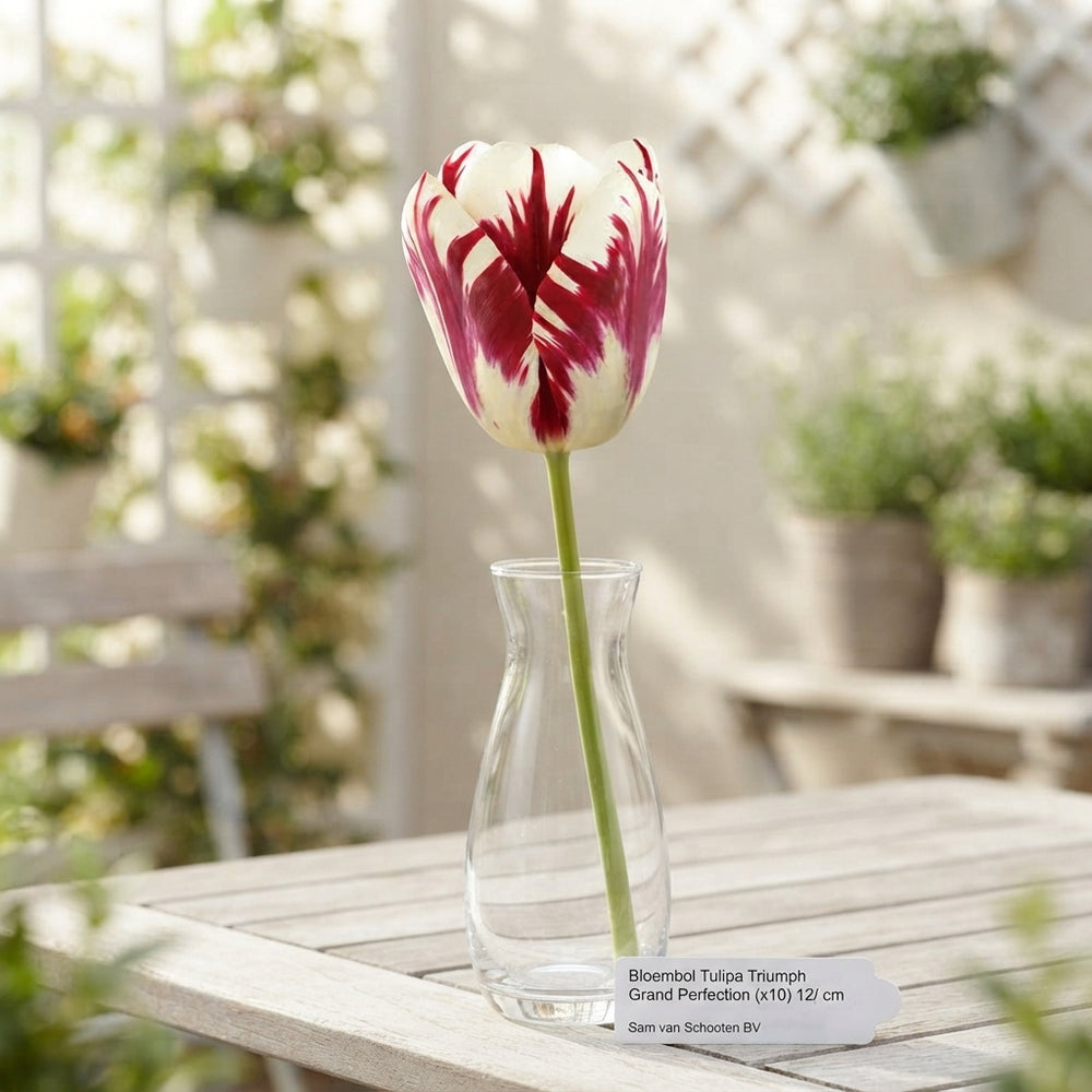 Tulipa Triumph ‘Grand Perfection’ Flower Bulbs – 10 Pack