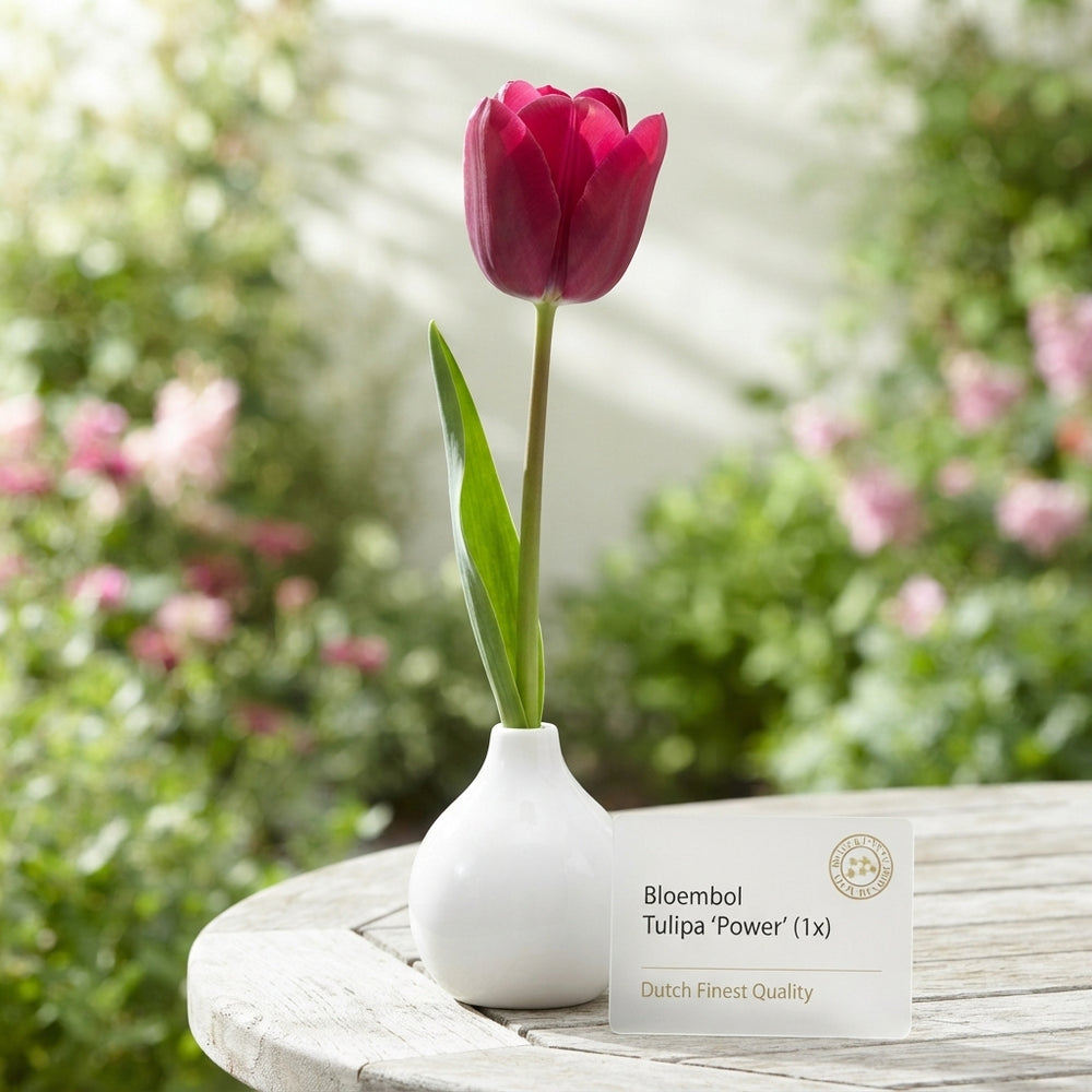 Tulipa ‘Garden Powerful’ Tulip Bulbs – 10 Pack