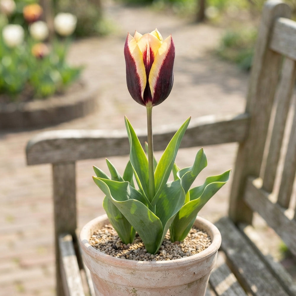 Tulipa ‘Garden Dance Club’ Tulip Bulbs – 12cm+