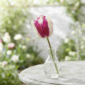 Tulipa Triumph ‘Hot Pants’ Tulip Bulbs – 12cm+