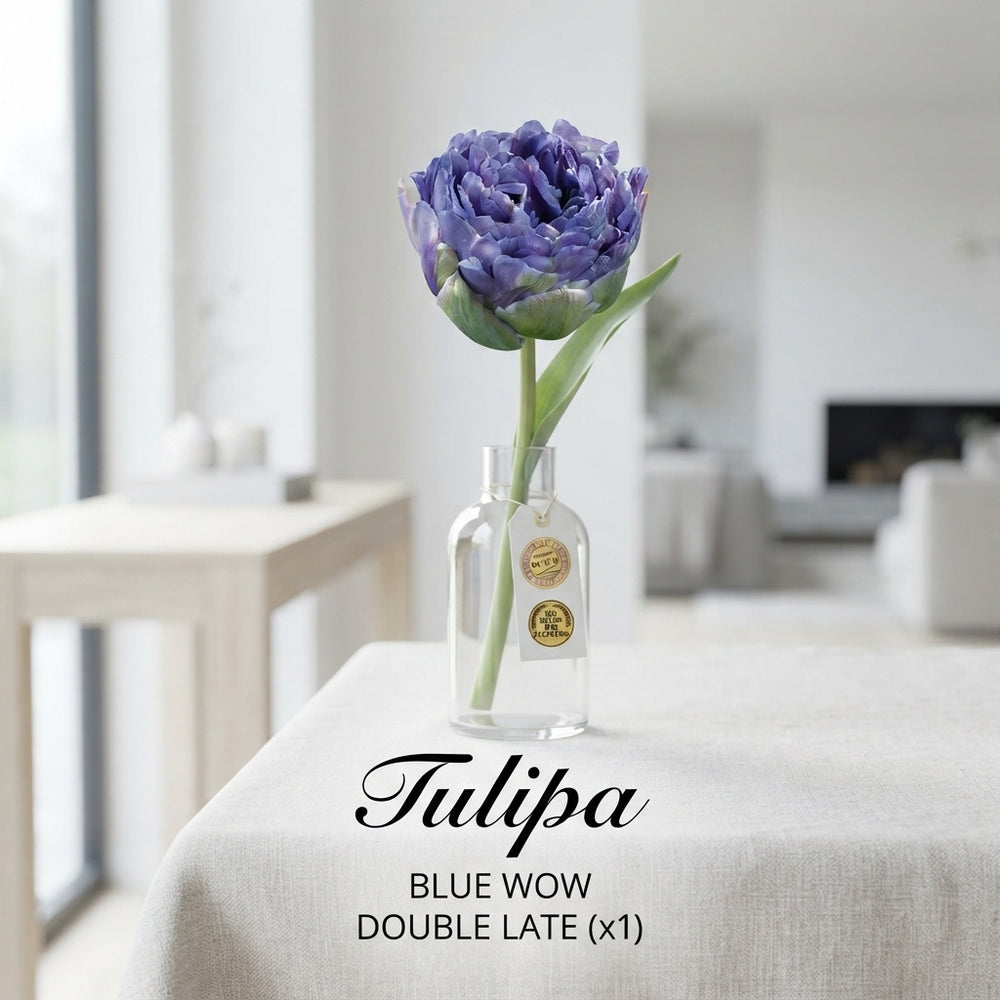 Double Late Tulip ‘Blue Wow’ Flower Bulbs – 7 Bulbs