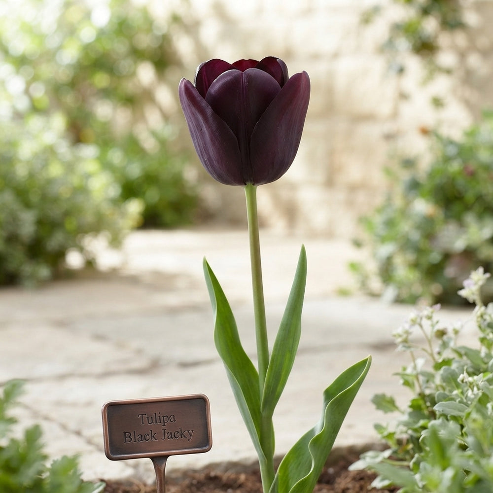 Black Jack Tulip Bulbs (Tulipa) – 12cm Bulb Size