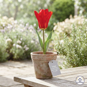 Red Emperor Fosteriana Tulip Bulbs – 12cm Bulbs
