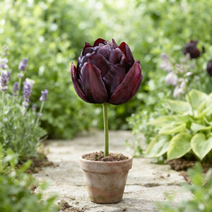 Black Hero Double Late Tulip Bulbs – 7 Pack