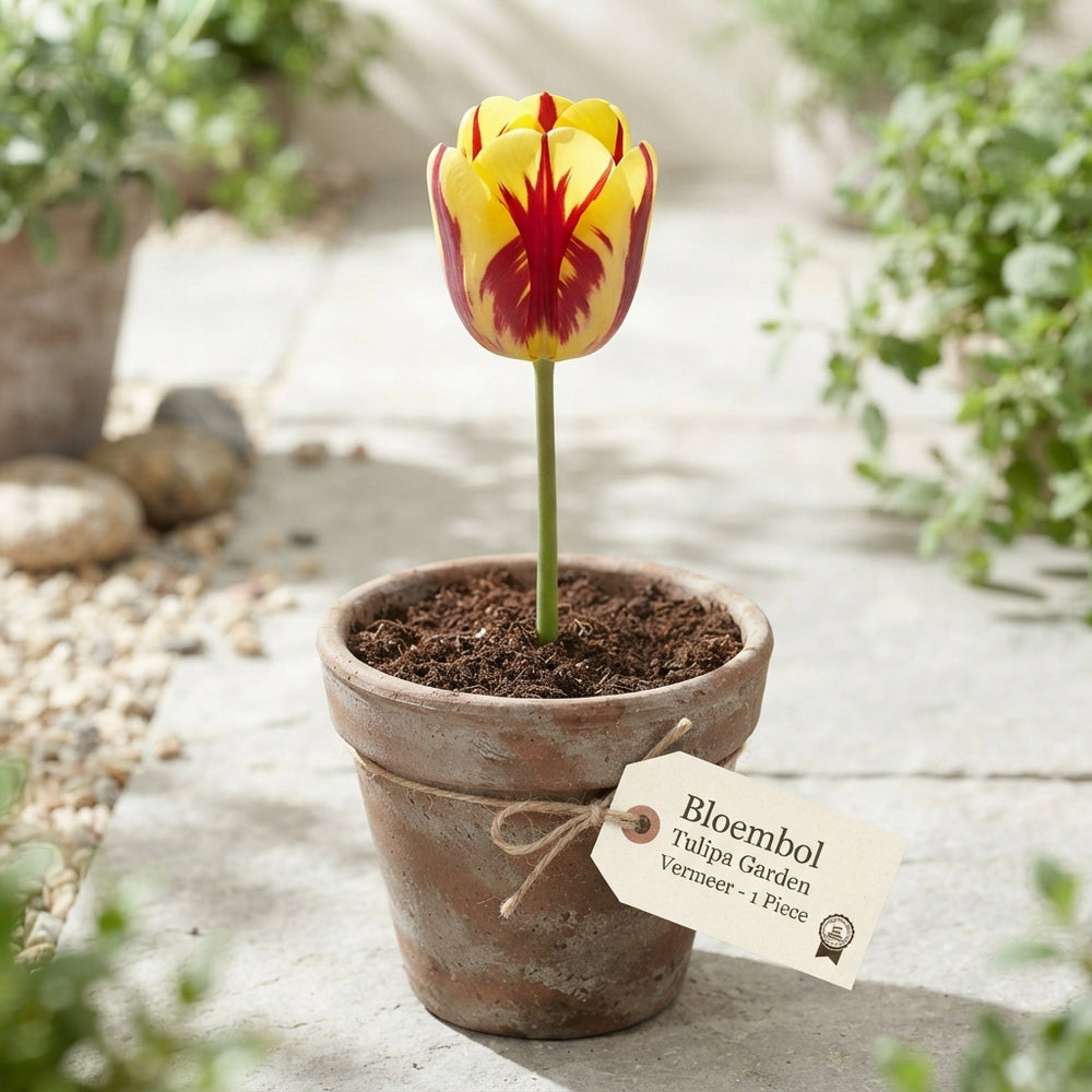 Tulipa Garden Vermeer Tulip Bulbs – 12cm Bulbs