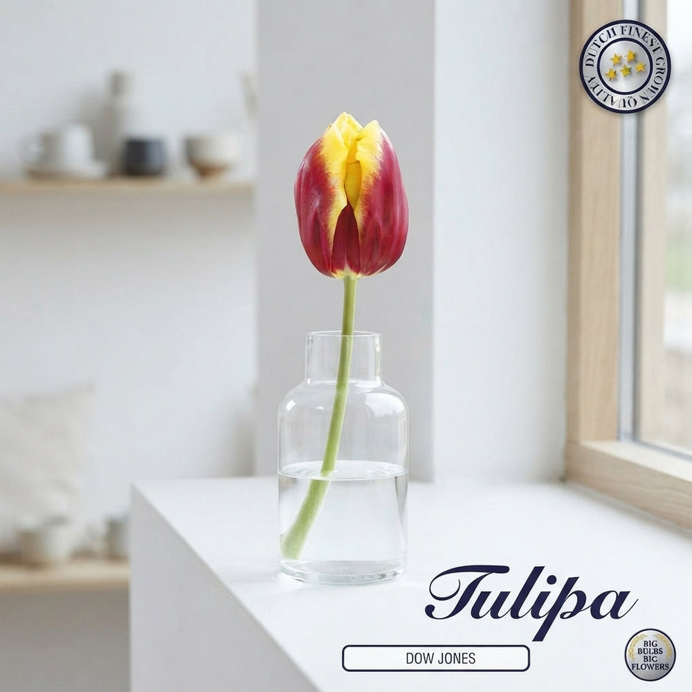 Tulip ‘Dow Jones’ Triumph Bulbs – Size 12/+