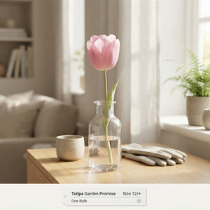 Tulipa ‘Garden Promise’ Tulip Bulbs – Pack of 10