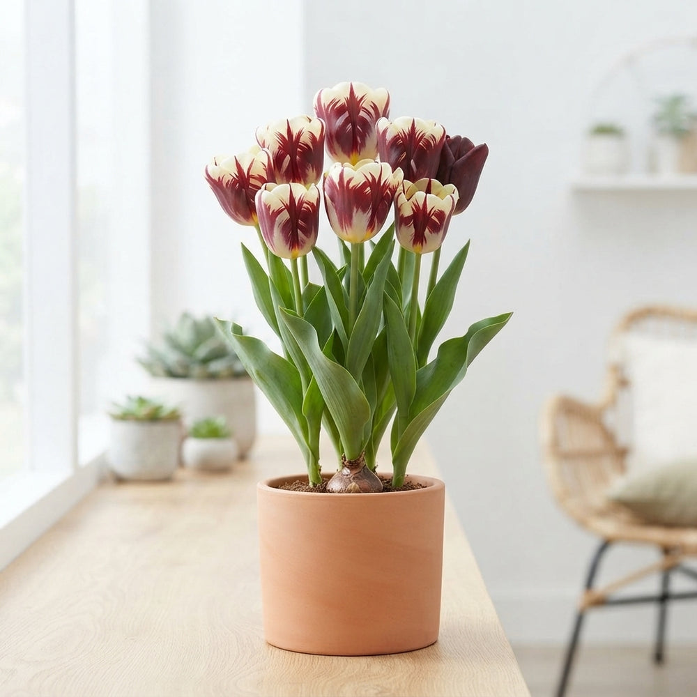 Garden Grand Style Tulip Bulbs – 12cm Bulb Size