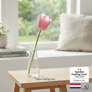 Tulipa ‘Garden Feeling Love’ Flower Bulbs – 10 Bulbs