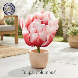 Tulipa Double Early ‘Columbus’ Flower Bulbs – Pack of 7