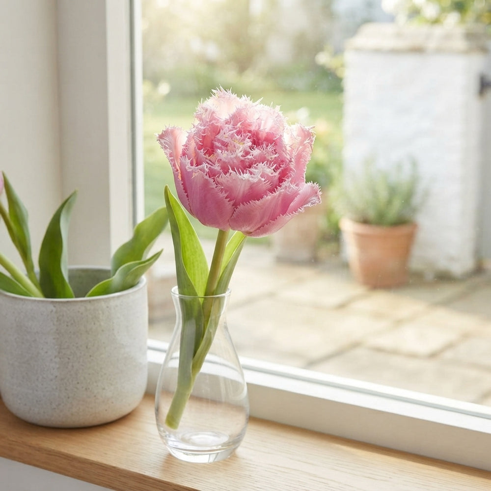 Tulipa ‘Fringed Double Perth’ Flower Bulbs – 7 Bulbs