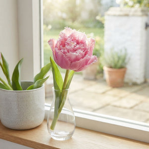 Tulipa ‘Fringed Double Perth’ Flower Bulbs – 7 Bulbs