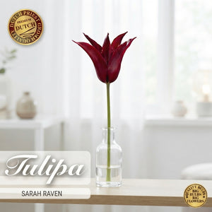 Tulipa ‘Sarah Raven’ Lily-Flowered Tulip Bulbs – 7 Pack